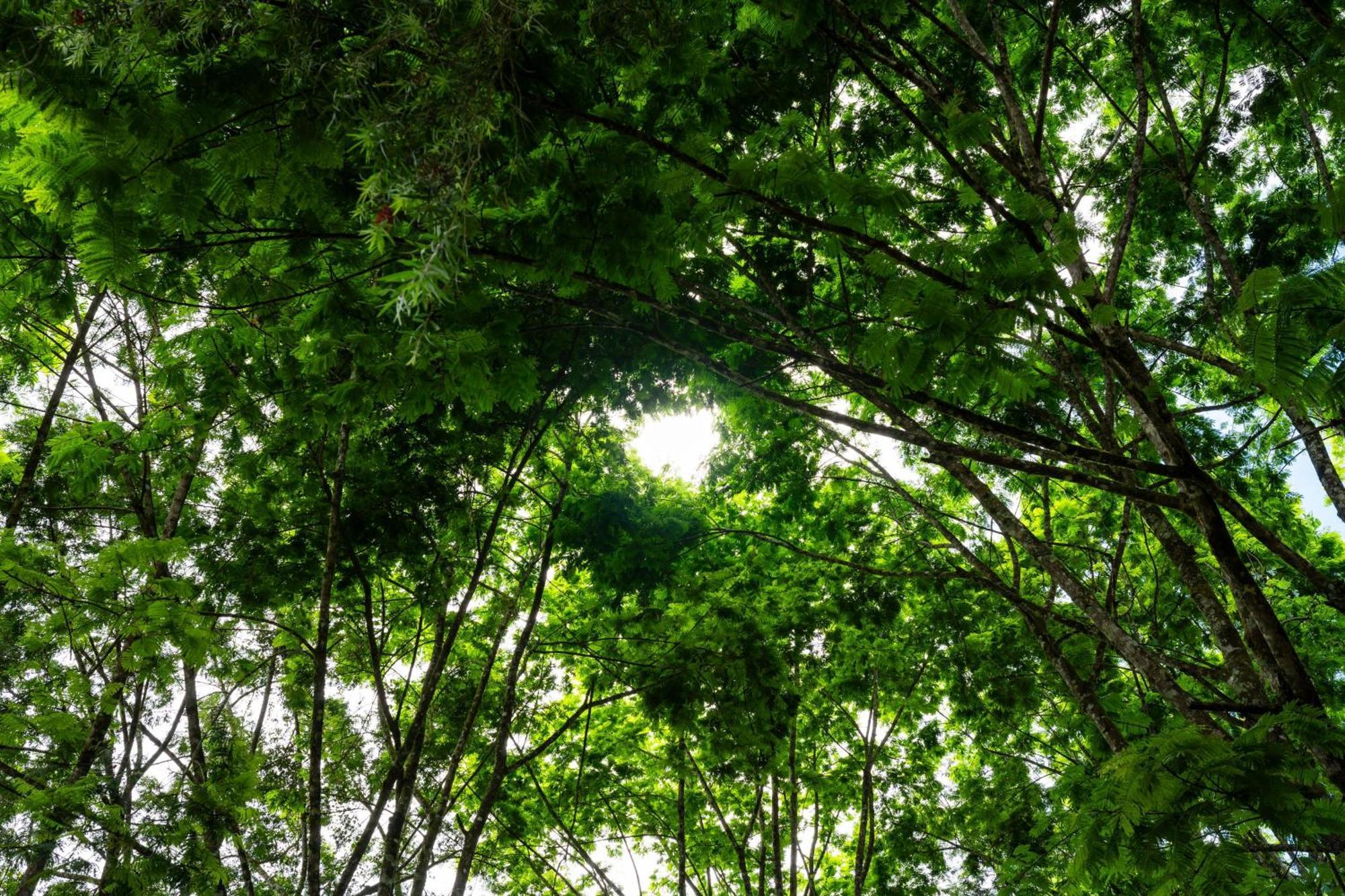 Hospedaje La Naciente Turrialba Kültér fotó